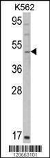 Anti-GATA2 (C-term) Antibody