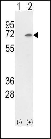 Anti-Ku70 (Center) Antibody
