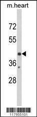 Anti-EGR3 (Center) Antibody