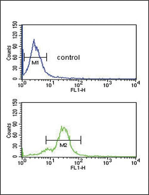 Anti-EDNRB (C-term) Antibody