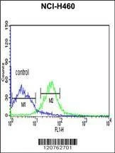 Anti-PRKACA (N-term K82) Antibody