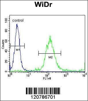Anti-RELA (N-term) Antibody
