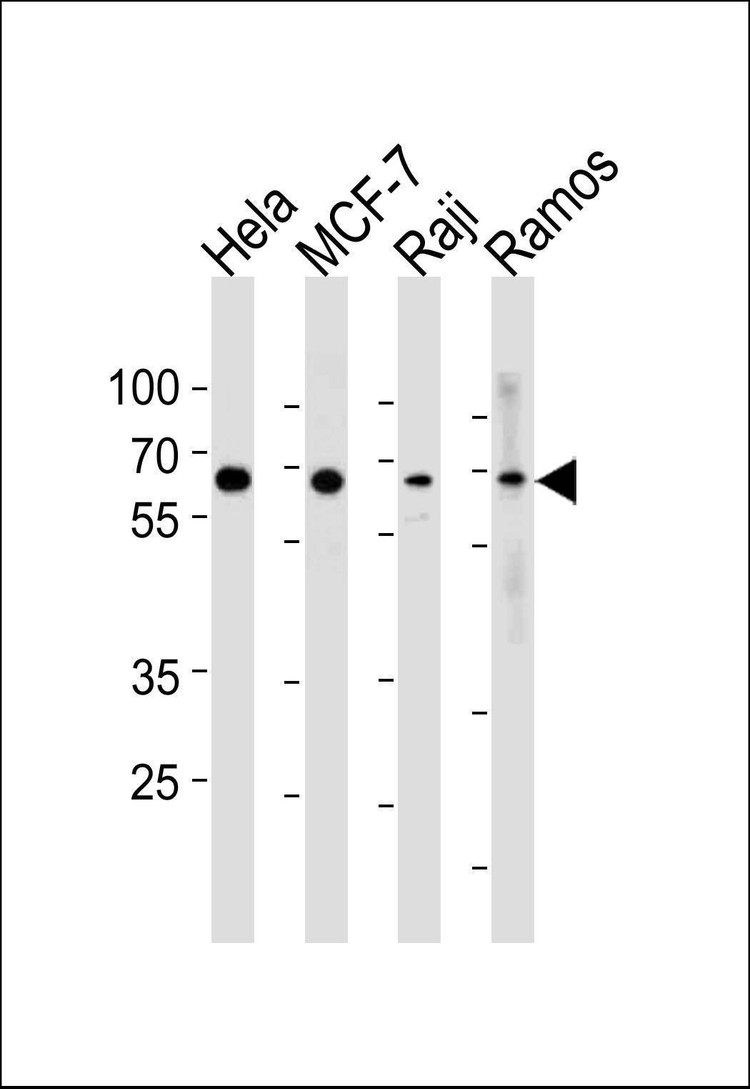 Anti-RELA (N-term) Antibody