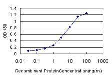 Anti-HSPA1L Antibody