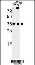 Anti-SFRS1 (N-term) Antibody