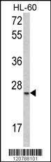 Anti-SFRS1 (C-term) Antibody