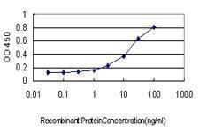 Anti-HSPA2 Antibody