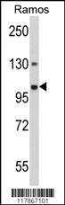 Anti-GNAS (Center) Antibody