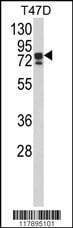 Anti-KHSRP (N-term) Antibody