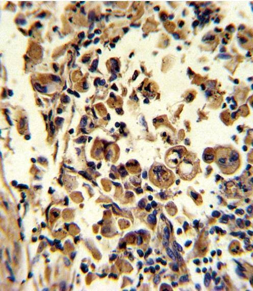 Anti-SOD3 (N-term) Antibody