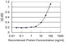 Anti-HSPA4 Antibody