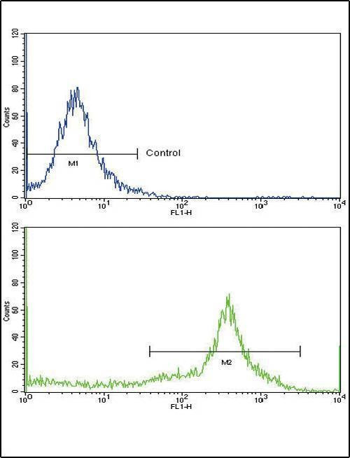 Anti-HLA-DRB1 (N-term) Antibody