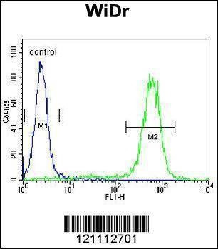 Anti-CALR (Center) Antibody