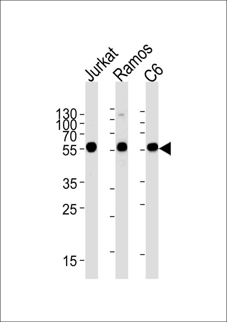Anti-CALR (Center) Antibody