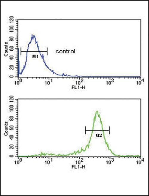 Anti-CALR Antibody