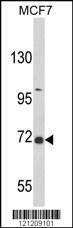 Anti-GAB2 (N-term) Antibody