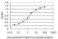 Anti-HSPB8 Antibody