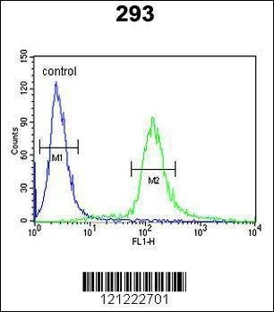 Anti-EPS8L3 (N-term) Antibody