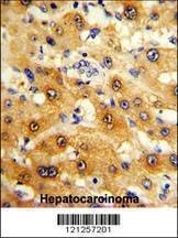Anti-RPS15 (N-term) Antibody