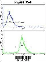 Anti-RPS15 (N-term) Antibody