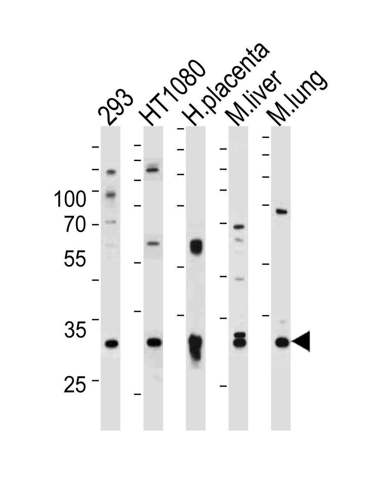 Anti-SAR1A (Center) Antibody