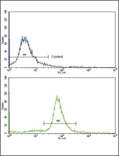 Anti-OTC (Center) Antibody