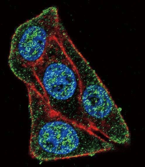 Anti-PAX6-T373 Antibody