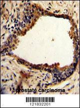 Anti-NDRG1 (N-term) Antibody
