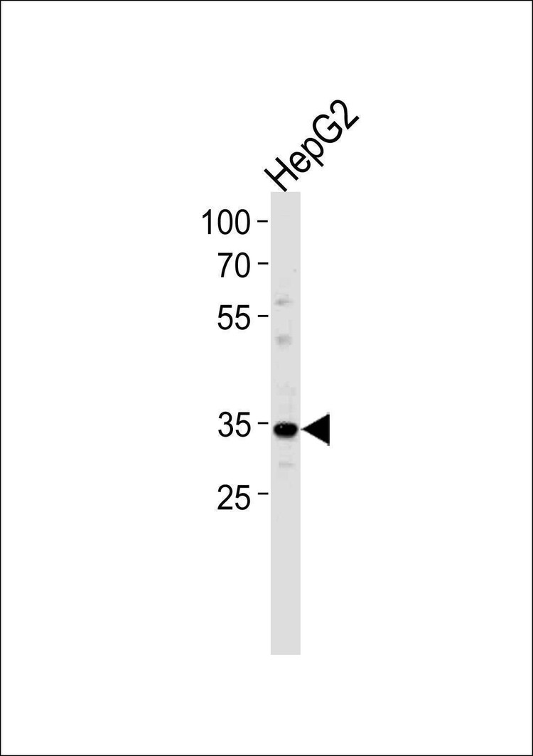 Anti-FOSB (Center P137) Antibody