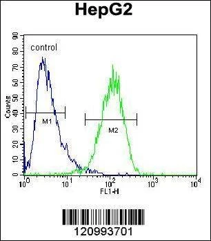 Anti-HEXA (Center) Antibody