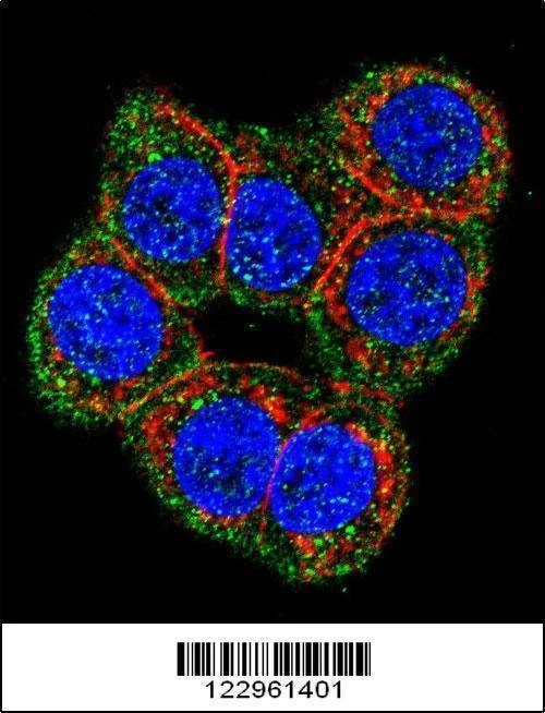 Anti-CBS (N-term) Antibody