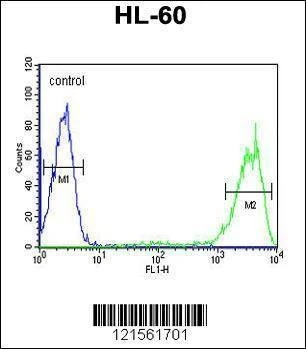 Anti-Rab5 (C-term) Antibody