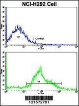 Anti-FTO (N-term) Antibody