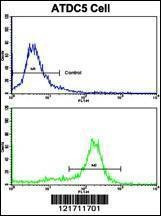 Anti-MSRB2 (Center) Antibody