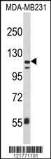 Anti-ITGAX (C-term) Antibody