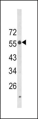 Anti-LAG3 (Center) Antibody
