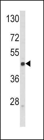Anti-SELL (C-term) Antibody