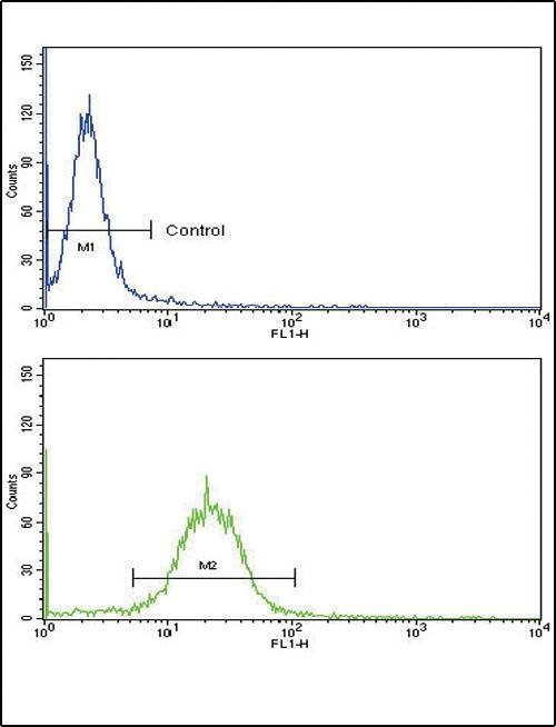 Anti-ARGBP2 (N-term) Antibody