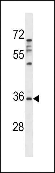 Anti-Aurora-C (N-term) Antibody