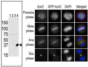 Anti-Aurora-C (N-term G11) Antibody