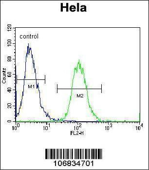 Anti-Aurora-A (C-term) Antibody