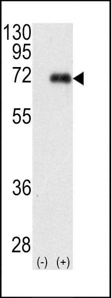 Anti-PKC iota (N-term) Antibody