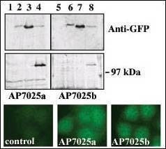 Anti-PKC nu (C-term) Antibody