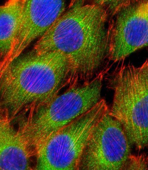 Anti-AKT2 (C-term) Antibody