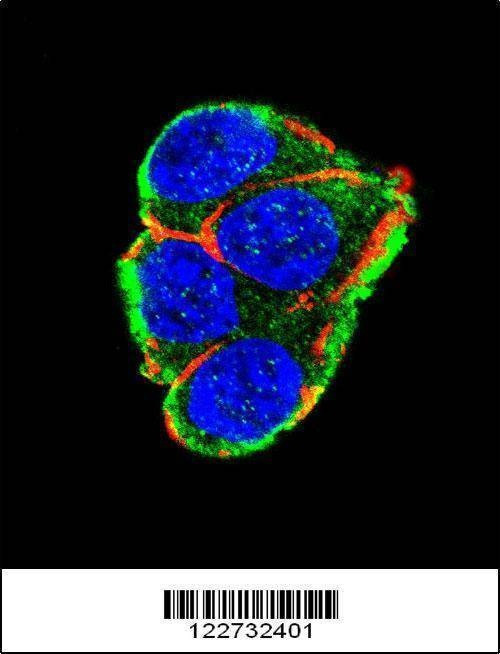 Anti-AKT2 Antibody