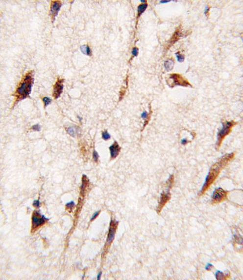 Anti-MOB4A (C-term) Antibody