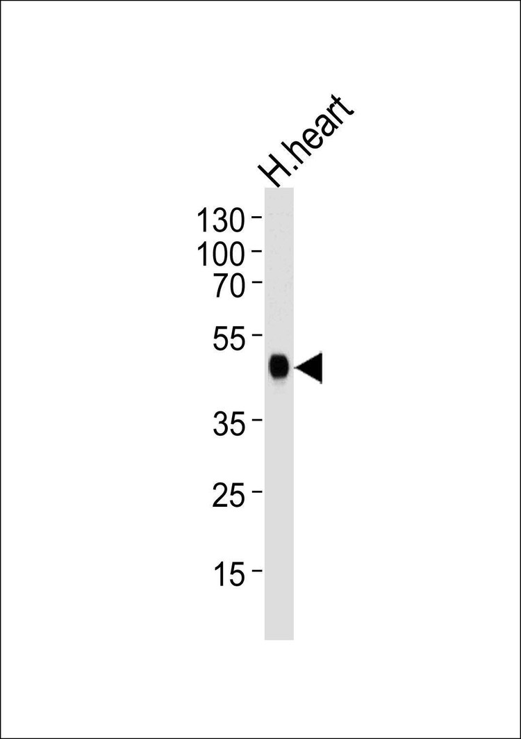 Anti-CKMT2 (N-term) Antibody