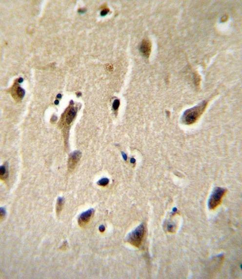 Anti-DCK (C-term) Antibody