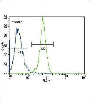 Anti-PGK1 (Center) Antibody