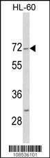 Anti-HIPK4 (C-term) Antibody